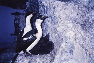 Aventuras de Igor na Antártida