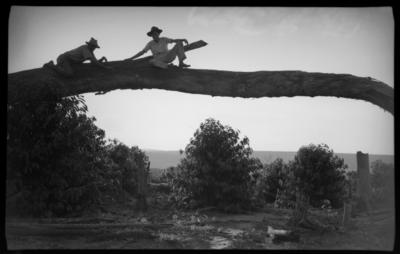 Formação do cafezal na colônia Mineira, sítio de Haruo