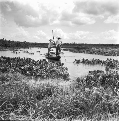 Caça de jacarés na Ilha Mexiana