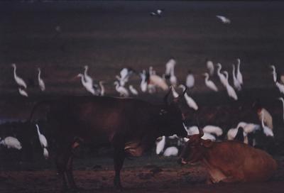 Gado e aves ao fundo