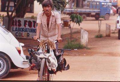 Transporte de galinhas