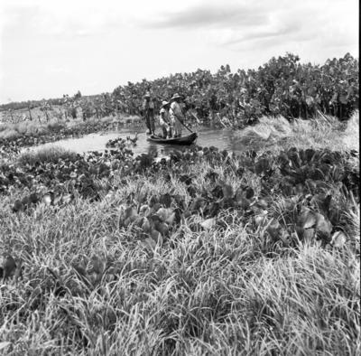 Caça de jacarés na Ilha Mexiana