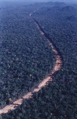 Vista aérea de estrada em meio à floresta