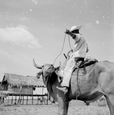 Vaqueiro - Ilha Mexiana