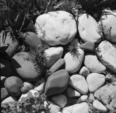 Flora no Sítio Burle Marx