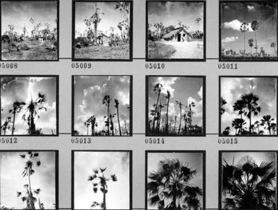 Extração e produção da Carnaúba