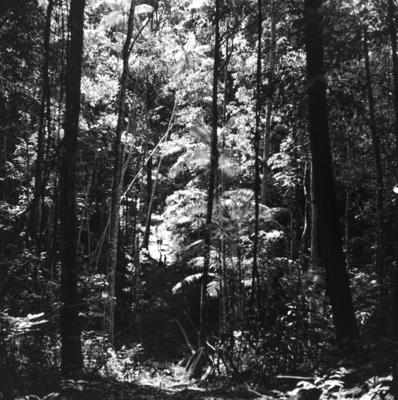 Expedição do SPI que estabeleceu os primeiros contatos com o povo Asuriní do Tocantins