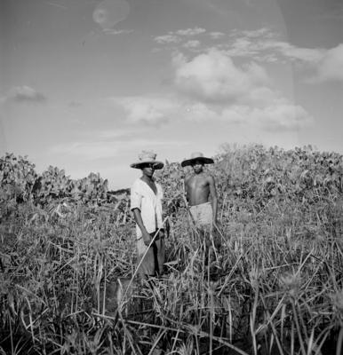 Caça de jacarés na Ilha Mexiana