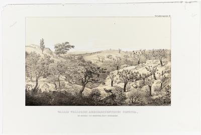 (Um vale semeado de velosiáceas arborescentes no Morro do Gravier, Província das Minas [Gerais])