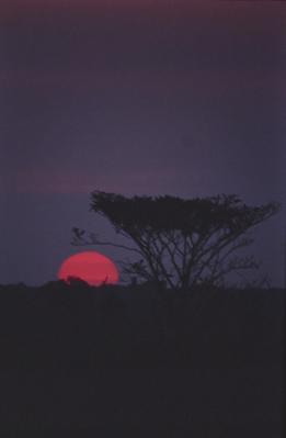 Árvore ao pôr do sol