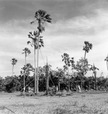 Extração e produção da Carnaúba