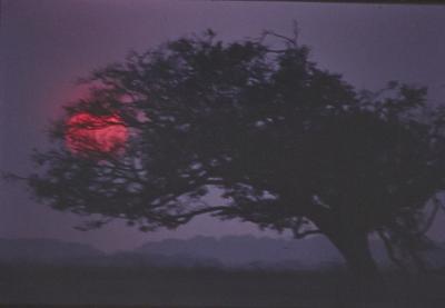 Árvore ao pôr do sol