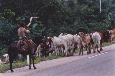 Boiadeiro conduz gado