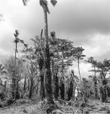 Extração e produção da Carnaúba