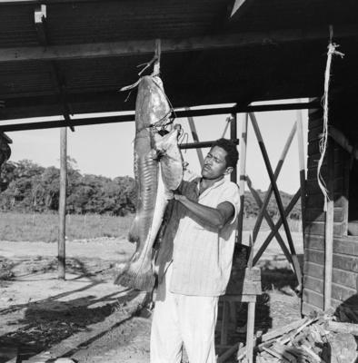 Ilha de Marajó, peixe