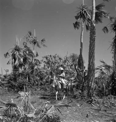 Extração e produção da Carnaúba