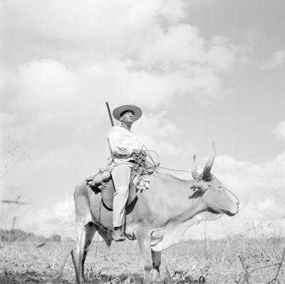 Vaqueiro - Ilha Mexiana