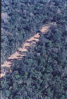 Vista aérea de estrada em meio à floresta