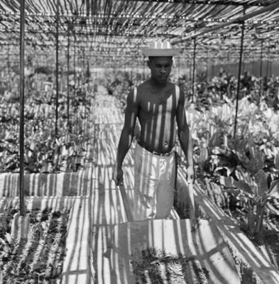 Funcionário do Sítio Burle Marx