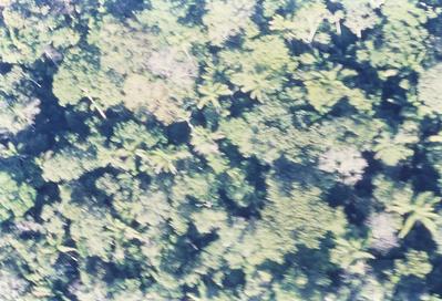 Vista aérea para a floresta