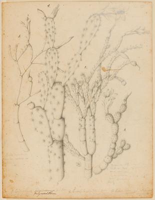 Tab. VII. 1. Epiphyllum polyacanthum Barb. Rodr. 2. E. setulosum Barb. Rodr. 3. E. montanum Barb. Rodr. 4. E. chipsalioides B. Ro.