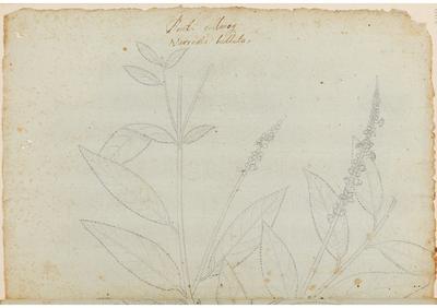 Bent. Monog Narronia bullata