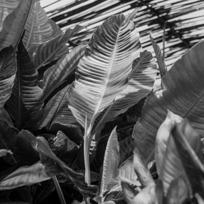 Flora no Sítio Burle Marx