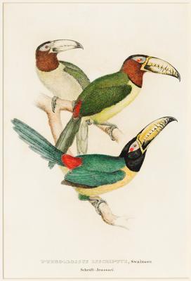 Pteroglossus inscriptus, Swainson. Schrift-Arassari