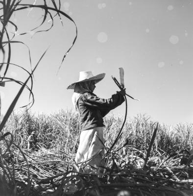 Lavoura canavieira, trabalhadores