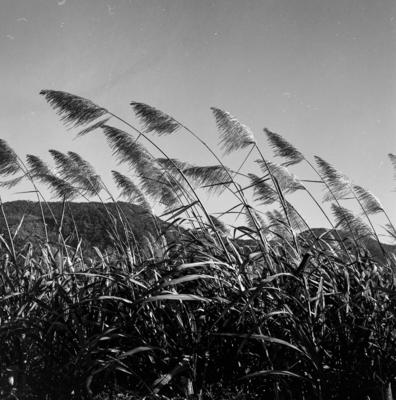 Estrada para o Sítio Burle Marx