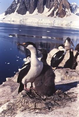 Aventuras de Igor na Antártida