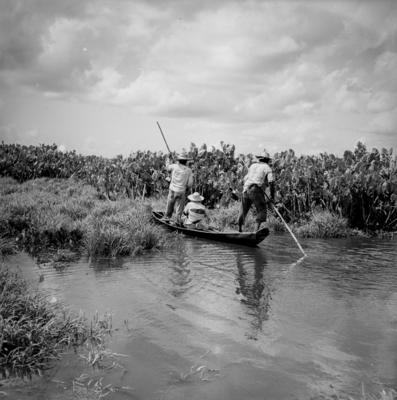 Caça de jacarés na Ilha Mexiana