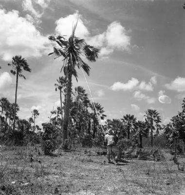 Extração e produção da Carnaúba