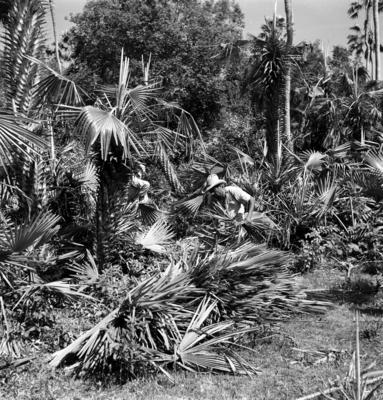 Extração e produção da Carnaúba