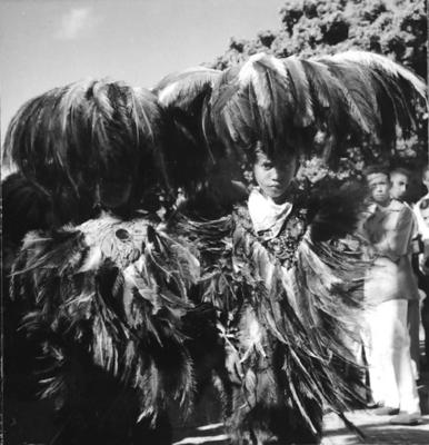 Bumba meu boi, festa popular