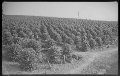 Cafezal em propriedade de Yukie Sanada, cunhado de Haruo