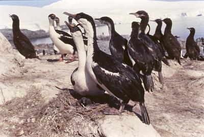 Aventuras de Igor na Antártida