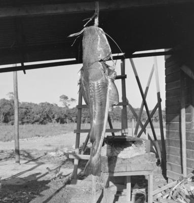 Ilha de Marajó, peixe