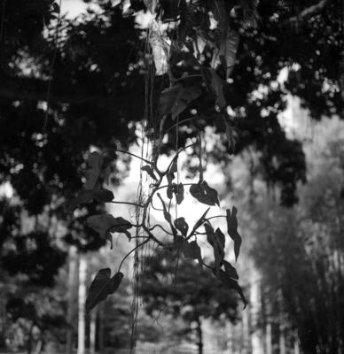 Flora do Jardim Botânico do Rio de Janeiro