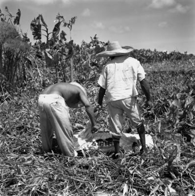 Caça de jacarés na Ilha Mexiana