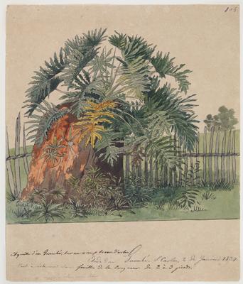 Esboço de um guaimbê