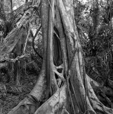 Flora - Ilha de Marajó