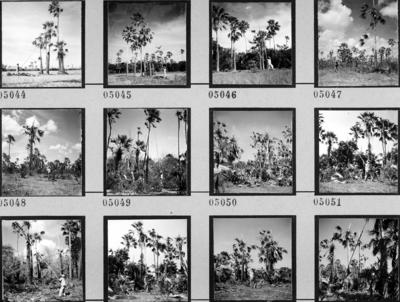 Extração e produção da Carnaúba