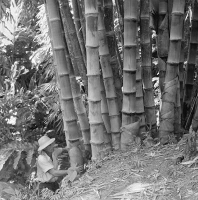 Flora no Sítio Burle Marx