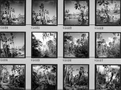 Extração e produção da Carnaúba