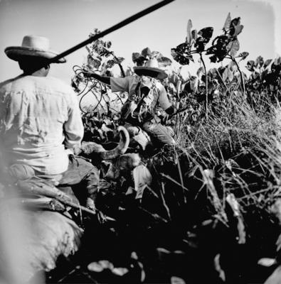 Caça de jacarés na Ilha Mexiana
