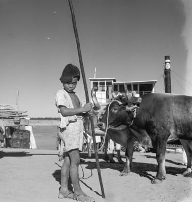 Menino ao lado de boi