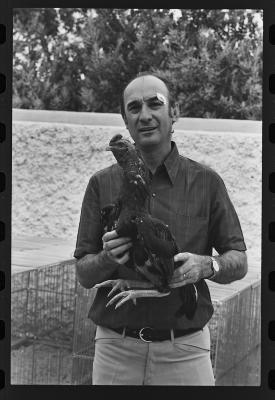 Galos usados para briga de galos