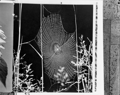 João Xavier - teia de aranha (reprodução)