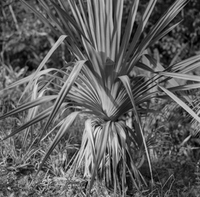 Flora no Sítio Burle Marx
